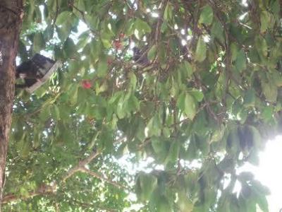 2013-ebe-fortaleza-dezembro-21